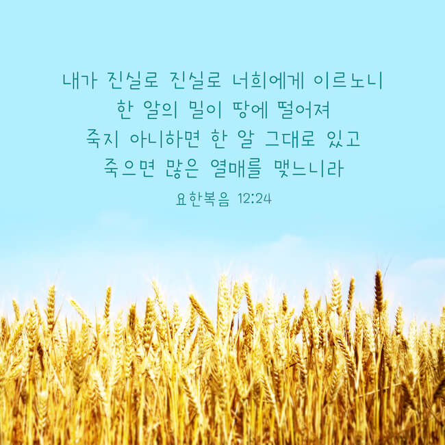 좋은 성경구절,한 알의 밀알,